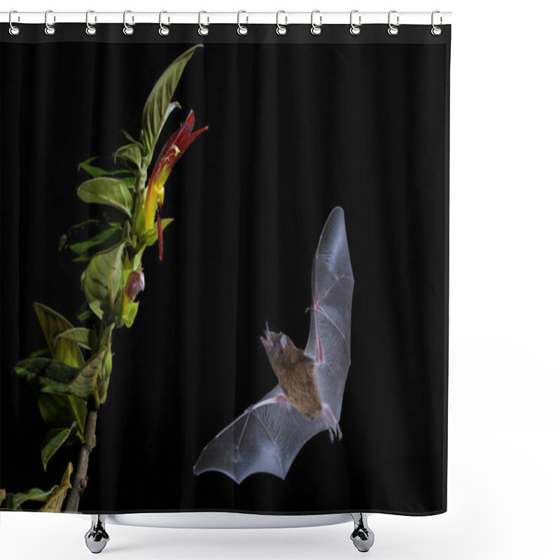 Personality  Orange Nectar Bat - Lonchophylla Robusta, New World Leaf-nosed Bat Feeding Nectar On The Flower In Night, Central America Forests, Costa Rica. Shower Curtains