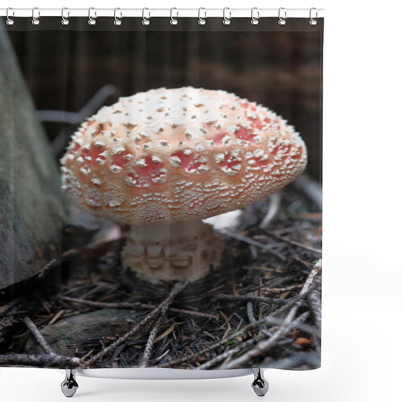 Personality  White-red Fly Agaric Grows In The Forest. Poisonous And Hallucinogenic Mushrooms, Forest Floor, Small World. Shower Curtains