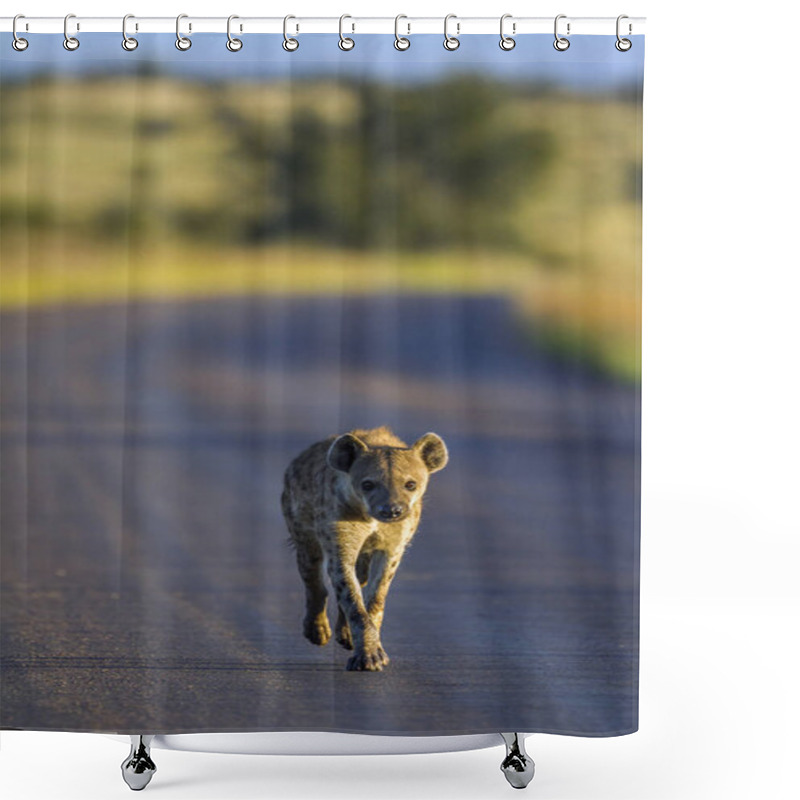 Personality  Spotted Hyaena In Kruger National Park, South Africa Shower Curtains