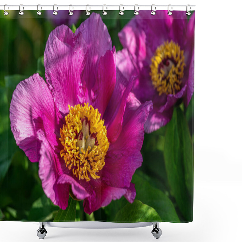 Personality  Detailed Close Up Of Pink Chinese Peony Flowers In Bright Sunlight, With A Circle Of Yellow Pistils In The Center Shower Curtains