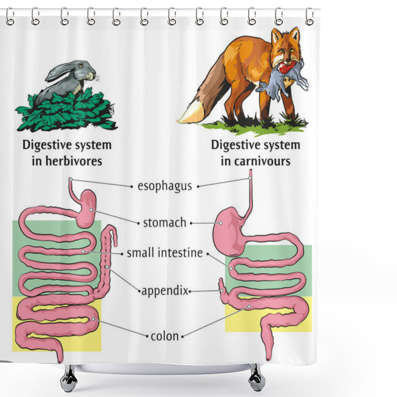 Personality  Vector Illustration Of Differences Of Digestive System Between Herbivores And Carnivores. Shower Curtains