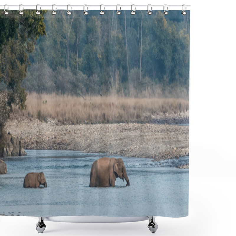 Personality  Female Asian Elephant With Cub Crossing Ram Ganga River In Jim Corbett National Park At Dhikala Zone, Nainital, Pauri Garhwal Uttarakhand, India Shower Curtains