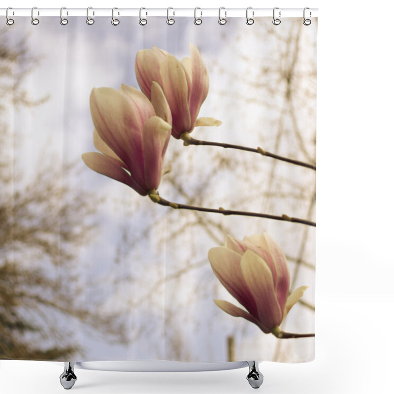 Personality  Magnolia Tree Blooming Shower Curtains