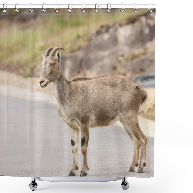 Personality  This Captivating Photograph Features A Nilgiri Tahr Standing Majestically On Rugged Mountain Terrain. Its Thick, Brown Coat And Curved Horns Are Beautifully Highlighted Against The Lush Green Backdrop, Shower Curtains