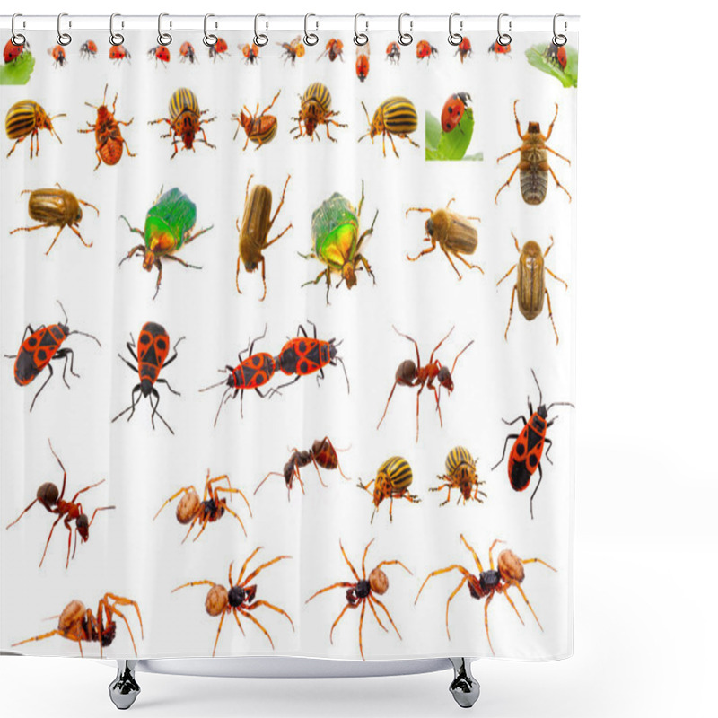 Personality  Insects : Ladybug, May-bug, Cockchafer, Ant, Spider, Firebug And Shower Curtains