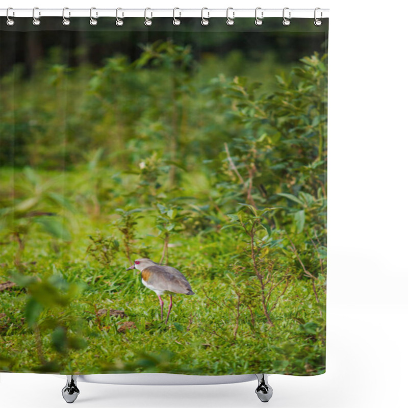 Personality  The Southern Lapwing (Vanellus Chilensis) Walks Confidently Across Vibrant Green Pastures, Its Elegant Gray, Black, And White Plumage Accentuated By Soft Natural Light. Shower Curtains