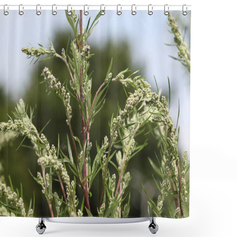 Personality  Artemisia Vulgaris, Also Known As Common Mugwort, Riverside Wormwood, Felon Herb, Chrysanthemum Weed, Wild Wormwood. Blooming In Spring Shower Curtains