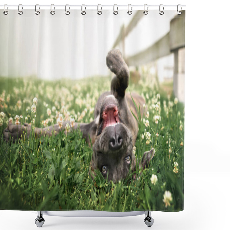 Personality  Happy Cane Corso Puppy Rolling On Grass In Summer Shower Curtains