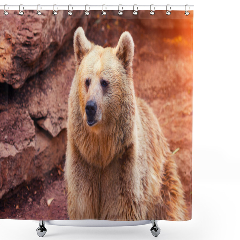 Personality  Wild Grizzly Bear Shower Curtains