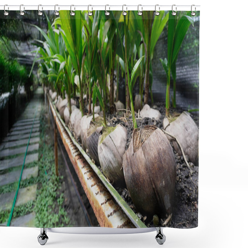 Personality  Vibrant Coconut Plantation With Lush Green Coconut Palms, Featuring Fresh Coconuts Growing In Clusters, Sunlight Streaming Through The Leaves, And A Serene Natural Atmosphere Shower Curtains