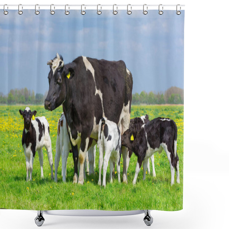 Personality  Black And White Mother Cow With Group Of Calves In Green Dutch Meadow Shower Curtains