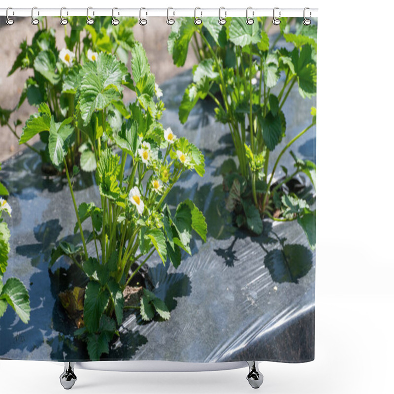 Personality  Plantations Of Young Strawberry Plants Growing Outdoor On Soil Covered With Plastic Film Shower Curtains