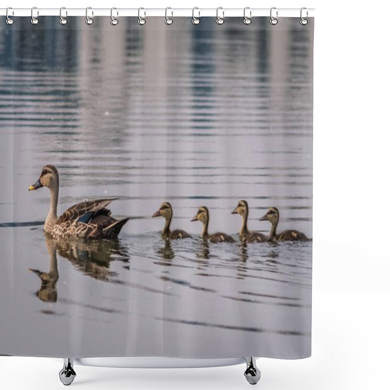 Personality  Grey Teal Duck Family With A Group Of Baby Ducklings On A Lack, Chennai.India Shower Curtains