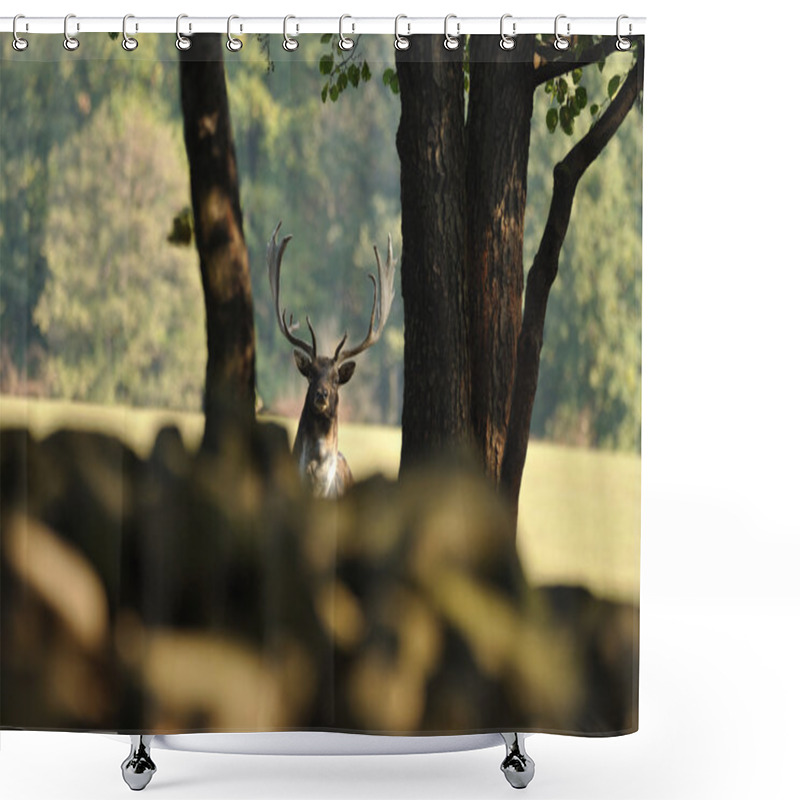 Personality  Fallow Deer With Forrest In Background Shower Curtains