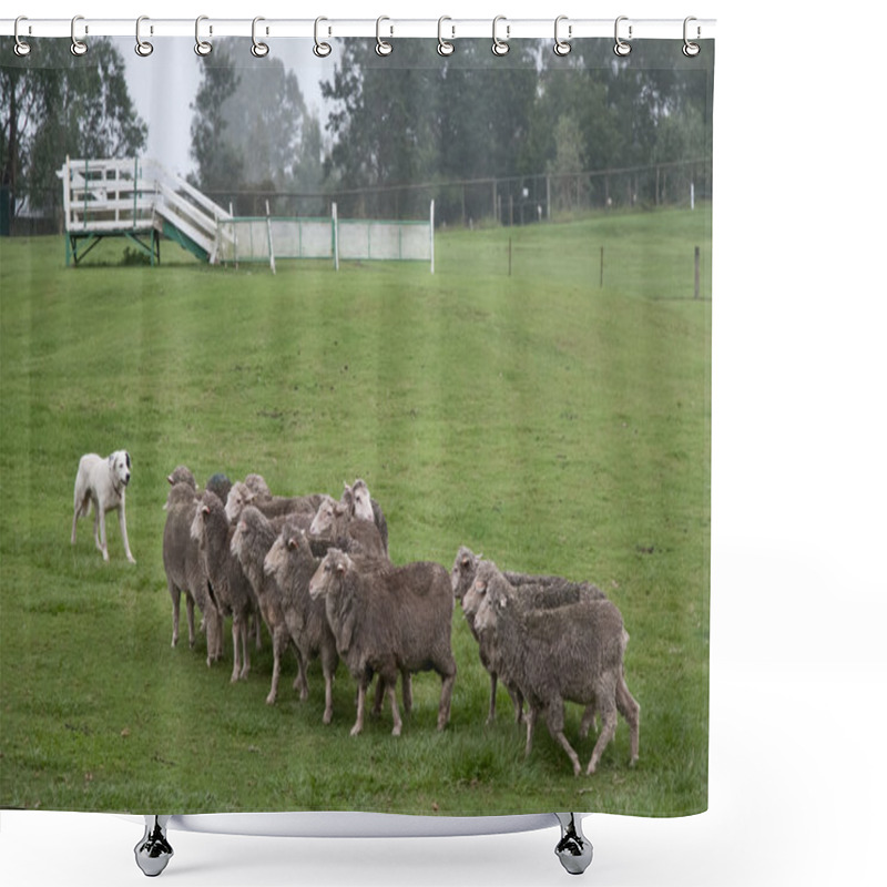 Personality  White Pyrenean Mountain Dog With Sheep Flock Shower Curtains