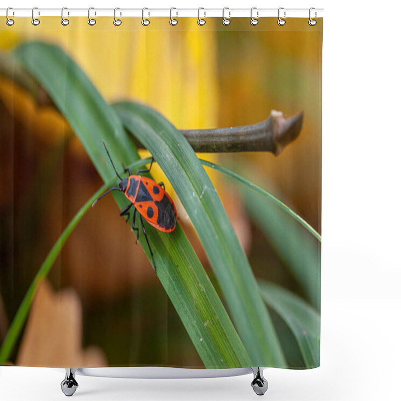 Personality  Firebug, Pyrrhocoris Apterus Beetle Walking In Grass. Macro Animal Background. High Quality Photo Shower Curtains