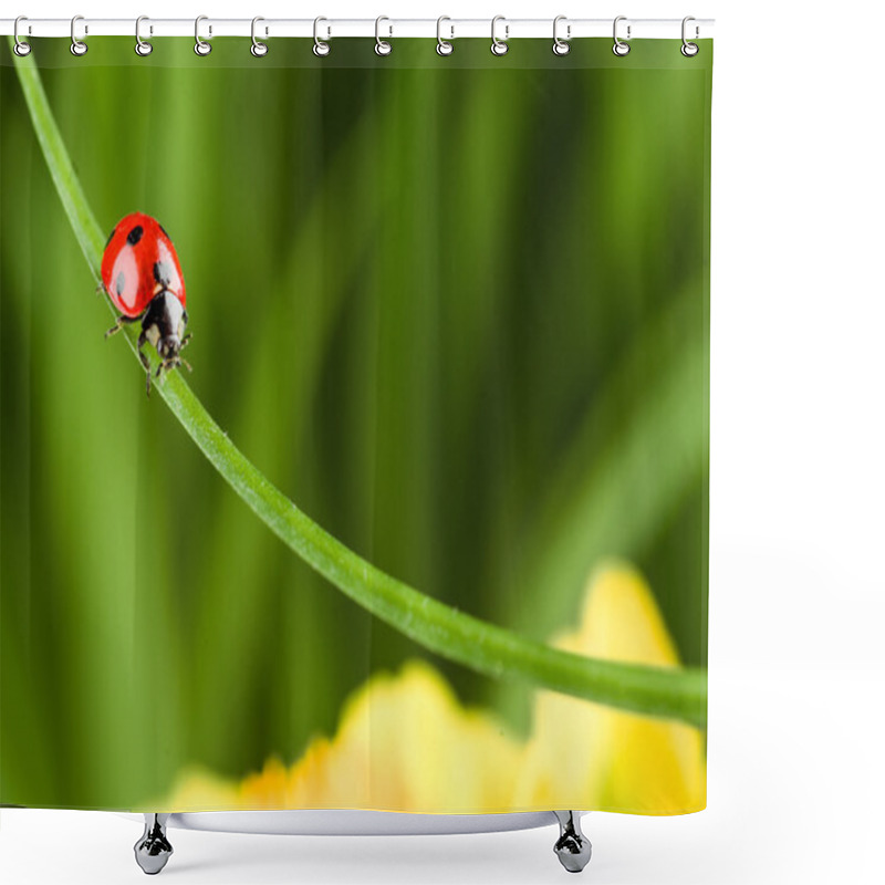 Personality  Ladybug Running Along On Blade Of  Green Grass Shower Curtains