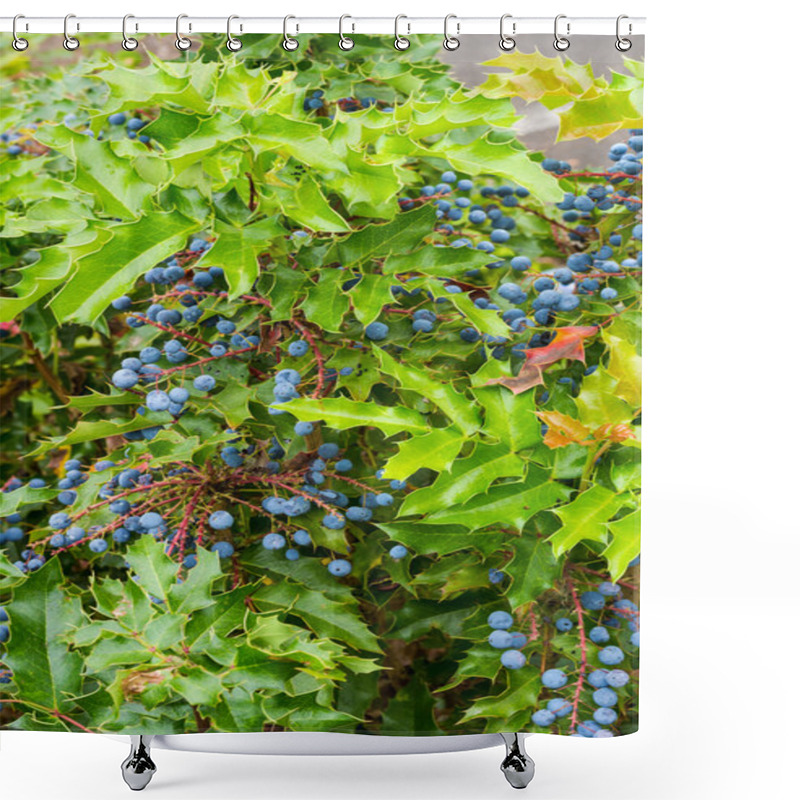 Personality  Mahonia Aquifolium Oregon Grape Holly Shower Curtains