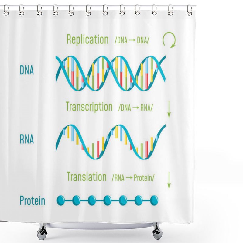 Personality  DNA Replication, Transcription And Translation Shower Curtains