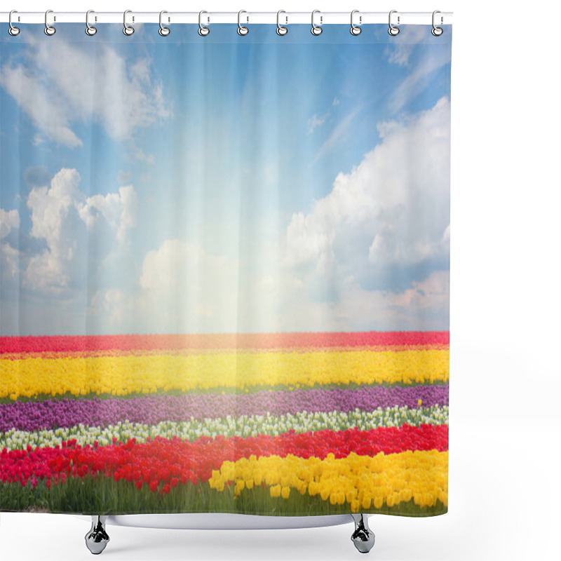 Personality  Dutch Yellow Tulip Fields In Sunny Day Shower Curtains