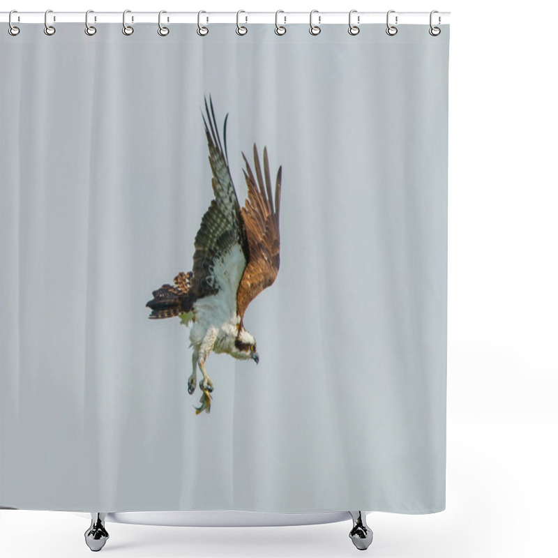 Personality  Osprey (Pandion Haliaetus) Flying With Fish In Its Talons As It Changes Direction Mid Air In Grey Sky Shower Curtains