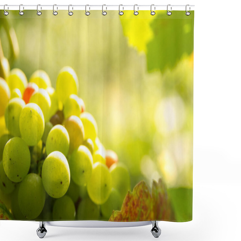 Personality  Green Grapes In Sunset Light Shower Curtains