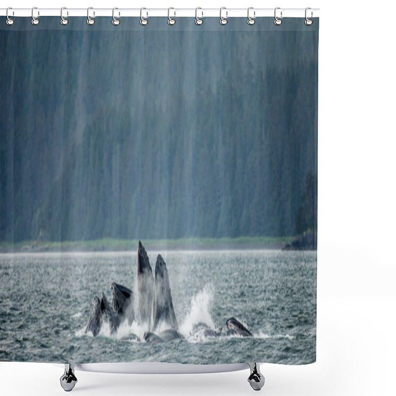 Personality  Humpback Whales Above Water Surface Shower Curtains