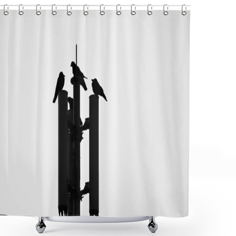 Personality  Crows. Bird Background Image. Passeriformes Corvidae. Crows Are Among The Most Intelligent Birds. Shower Curtains