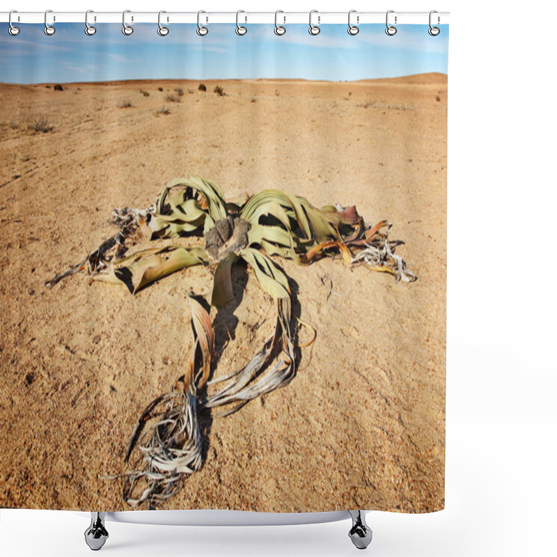 Personality  Desert Plant Welwitschia Mirabilis Shower Curtains