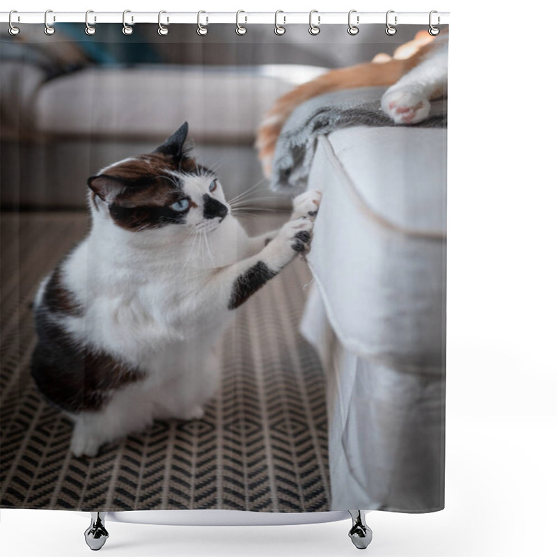 Personality  Black And White Cat With Blue Eyes Scratching A White Sofa. Vertical Composition Shower Curtains