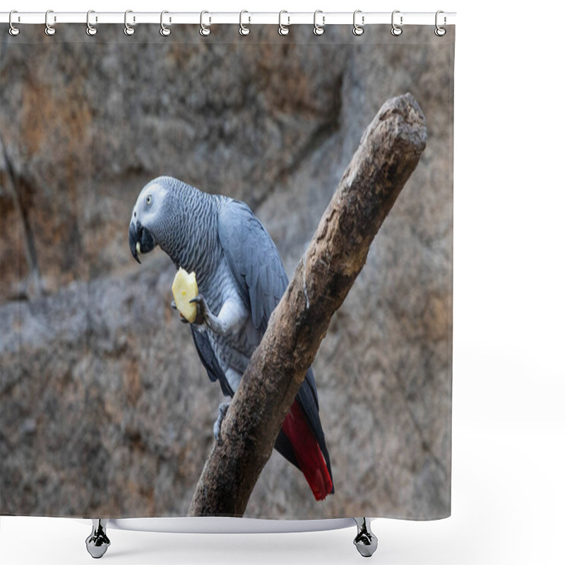 Personality  Close-up Of A Gray Parrot Eating An Apple. Bird Food  Shower Curtains