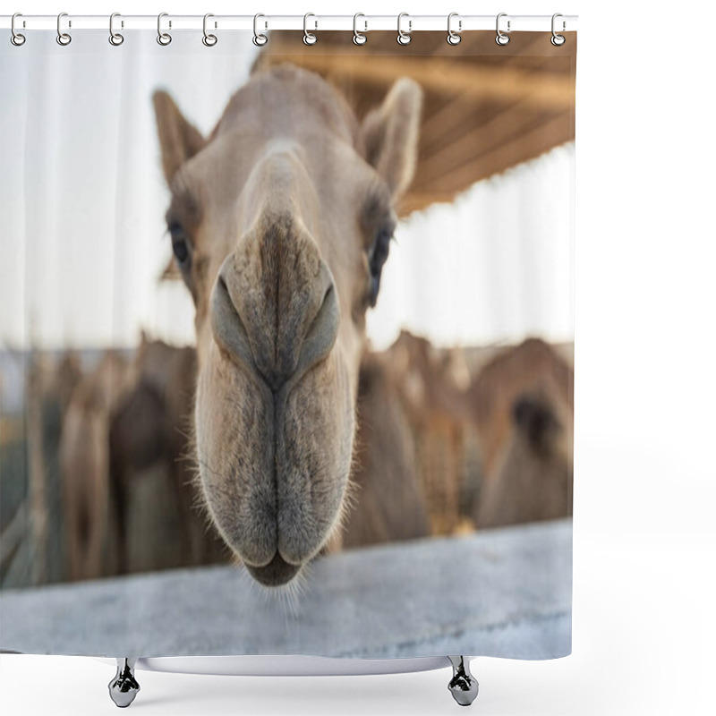 Personality  Camels In The Camel Farm In Manama Bahrain Shower Curtains