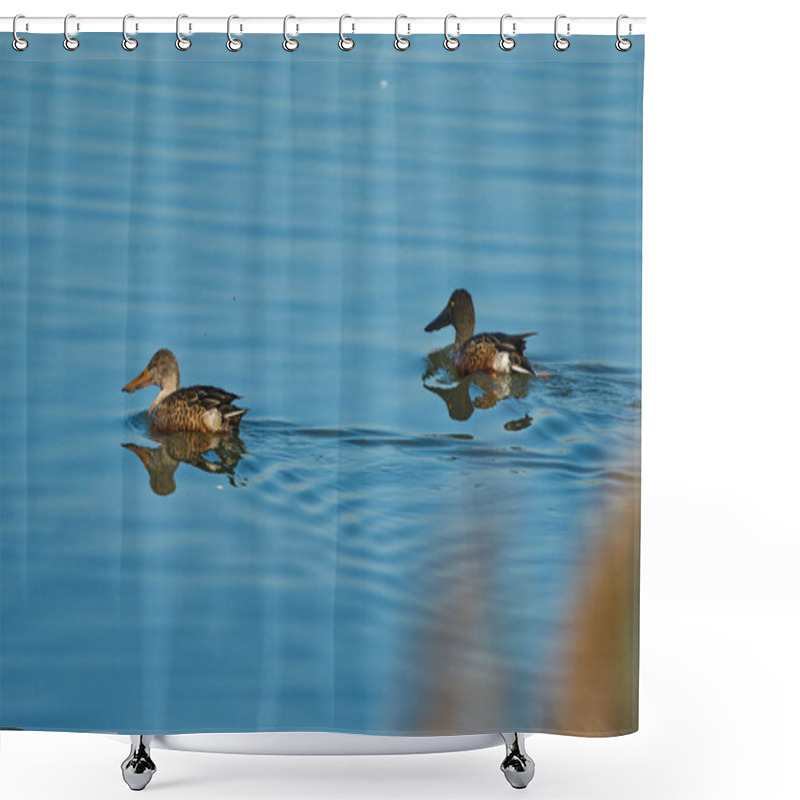 Personality  A Pair Of Northern Shoveler, Spatula Clypeata, Ducks Swimming On A River Shower Curtains