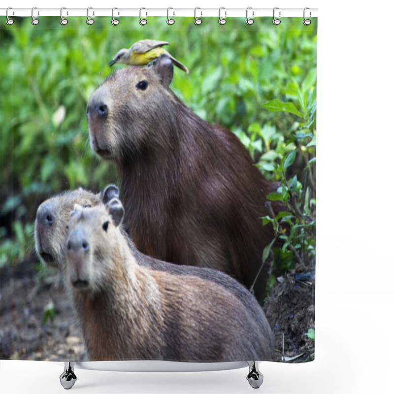 Personality  Closeup Portrait Of Capybara Family (Hydrochoerus Hydrochaeris) Sitting Along The Riverbank With Colorful Bird Sitting On Head In The Pampas Del Yacuma, Bolivia. Shower Curtains