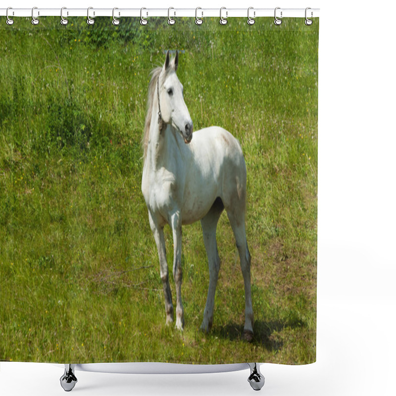 Personality  Horse Grazes On A Green Lawn Shower Curtains