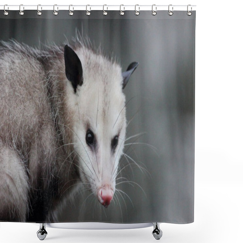 Personality  Virginia Opossum Shower Curtains