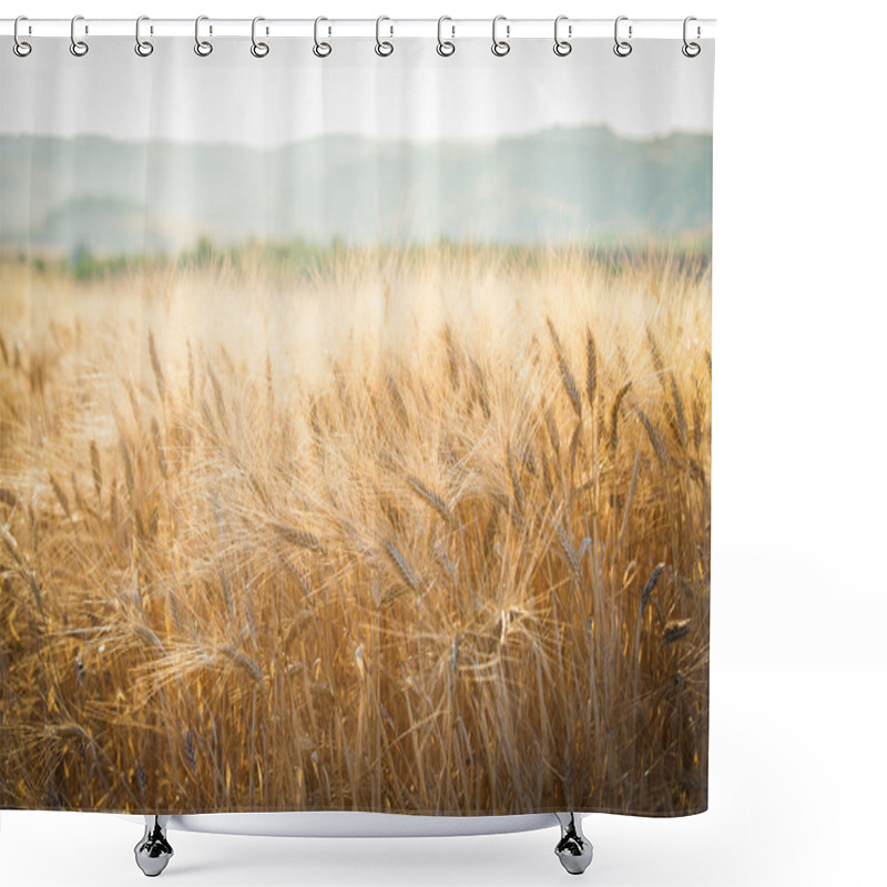 Personality  Beautiful Yellow Wheat Field, Harvest Season, Healthy Nutrition Concept Shower Curtains