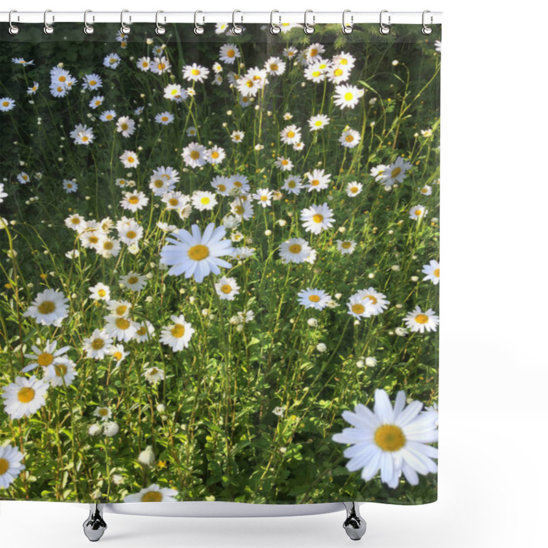 Personality  Beautiful Wild Daisies For An Organic Garden, Park And Meadows Shower Curtains