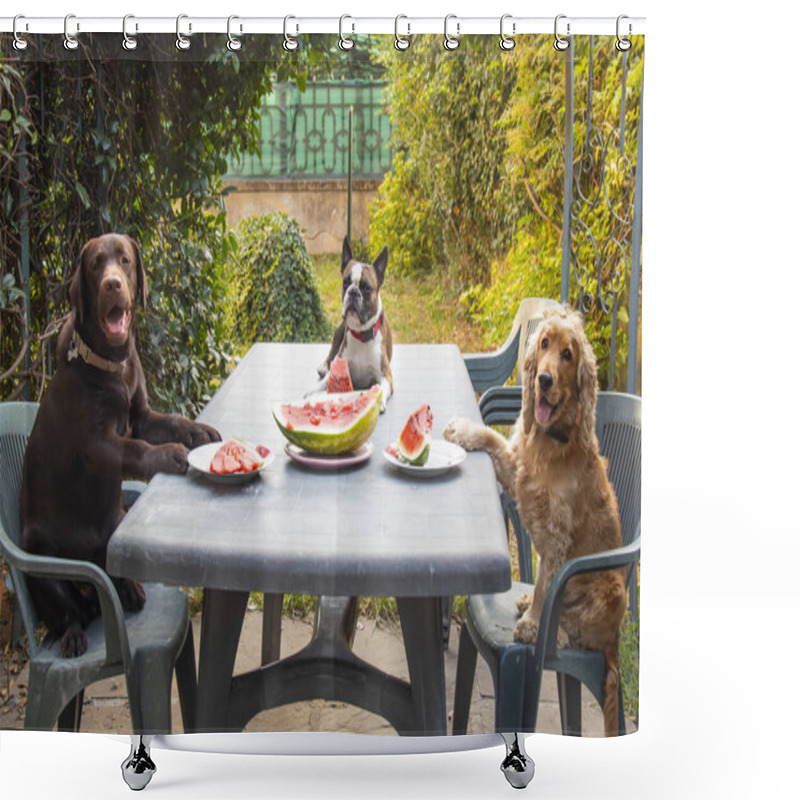 Personality  Three Dogs, Labrador, Cocker Spaniel And Boston Terrier At A Large Table Eating Watermelon In The Garden, Comic Photo Shower Curtains