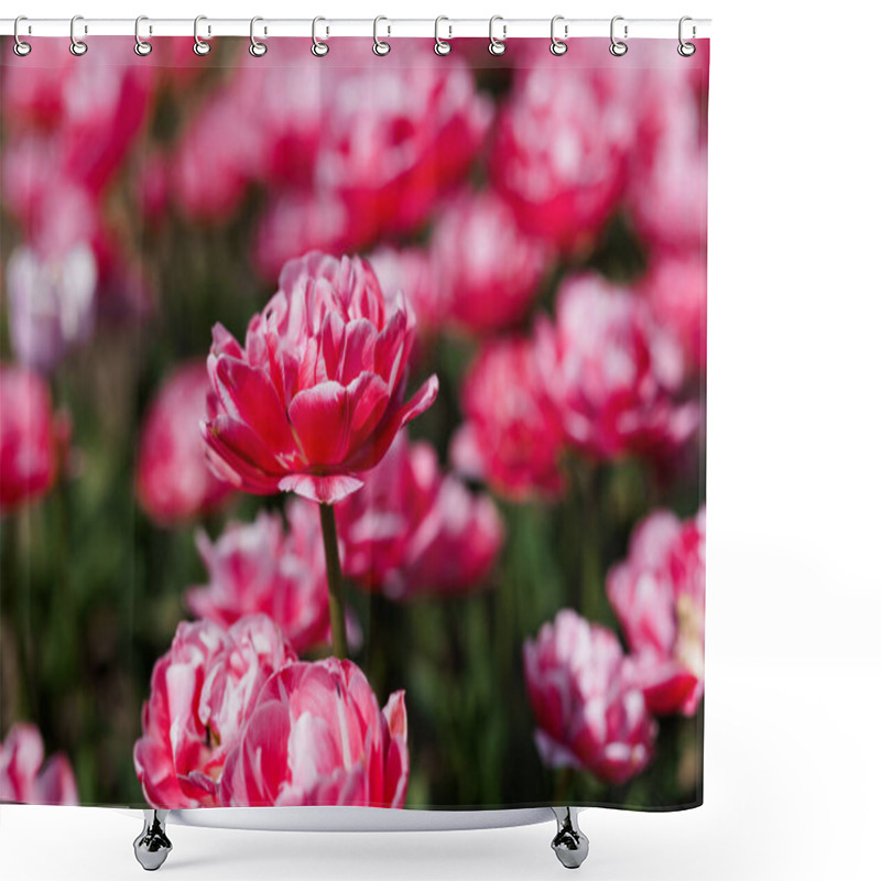 Personality  Blooming Pink Tulips In A Vibrant Garden Setting. Shower Curtains