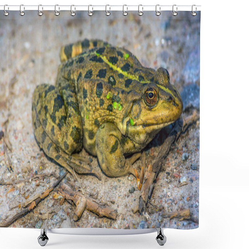 Personality  The Green Frog Sits On The Ground. The Swamp. Nature. Shower Curtains