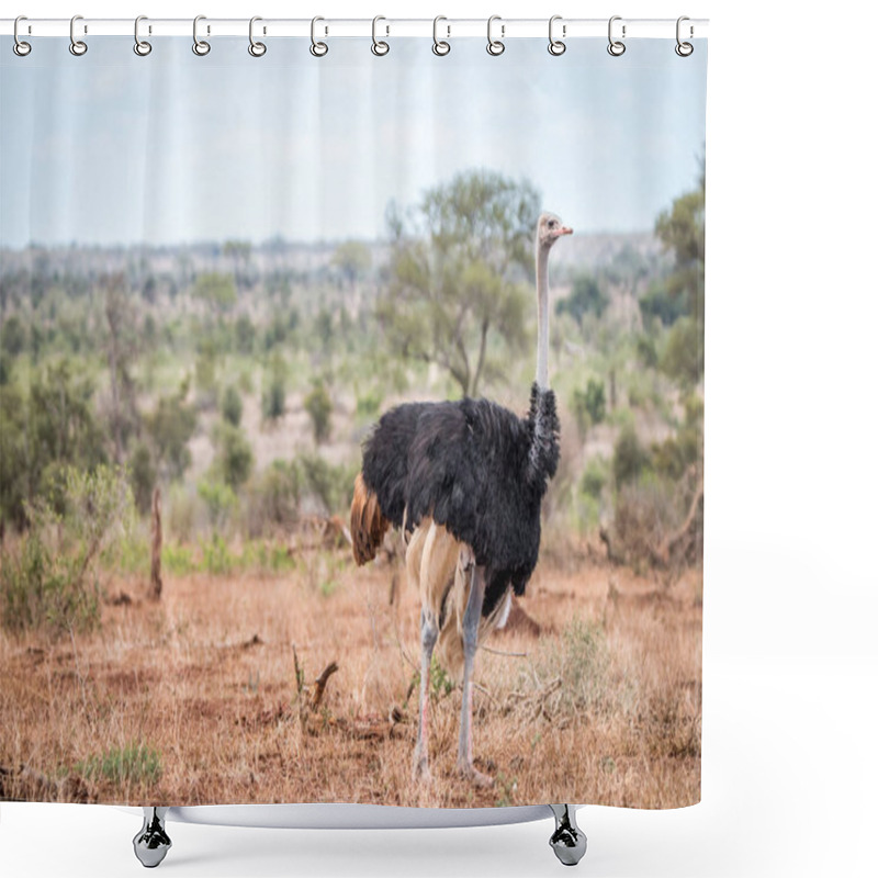 Personality  Ostrich Walking In The Bush. Shower Curtains