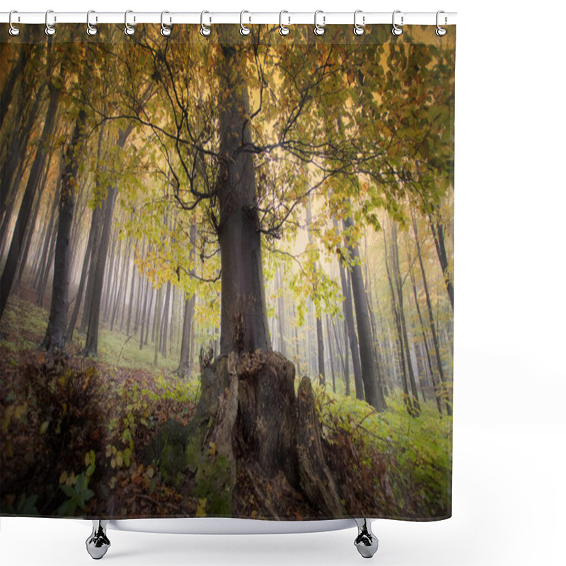 Personality  Autumn Forest With Trees Shower Curtains