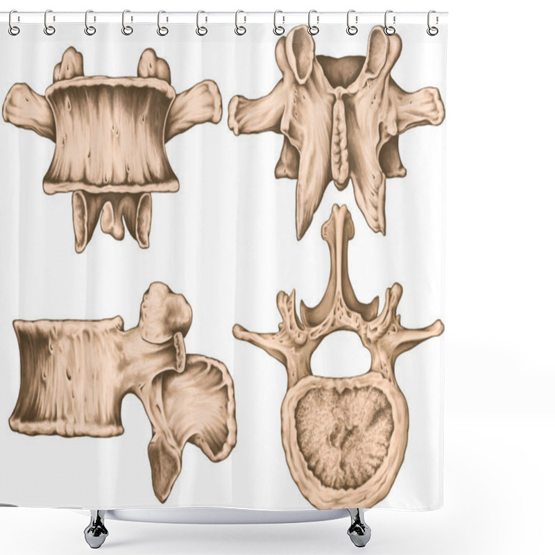 Personality  Second Lumbar Vertebra,  Lumbar Vertebrae, Vertebral Bone, Vertebra, Vertebral Body, Transverse, Spinous, Mamillary Process, Inferior Vertebral Notch, Left Lateral, Anterior, Posterior,superior View   Shower Curtains