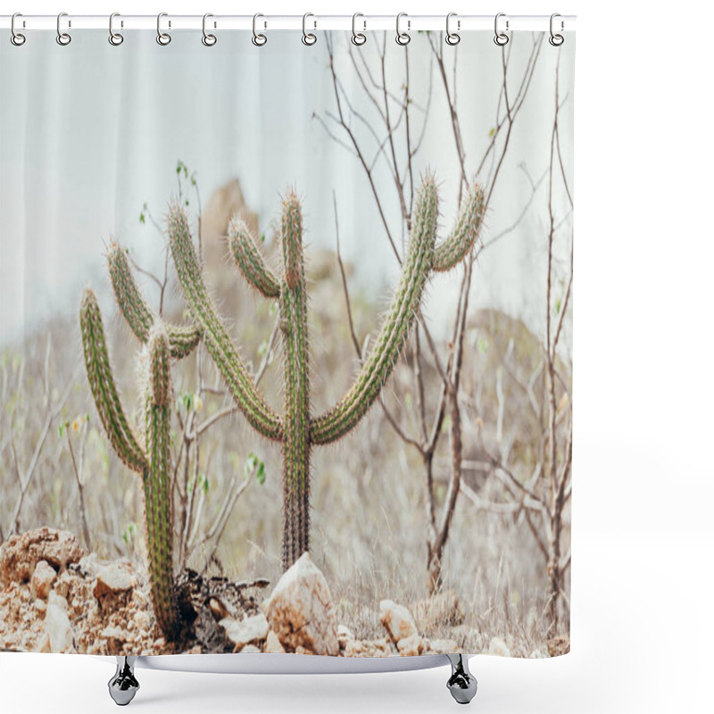 Personality  Landscape Of The Caatinga In Brazil. Cactus Known As Xique-xique Shower Curtains