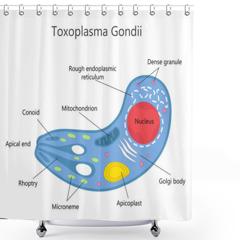 Personality  Toxoplasma Gondii Structure Shower Curtains