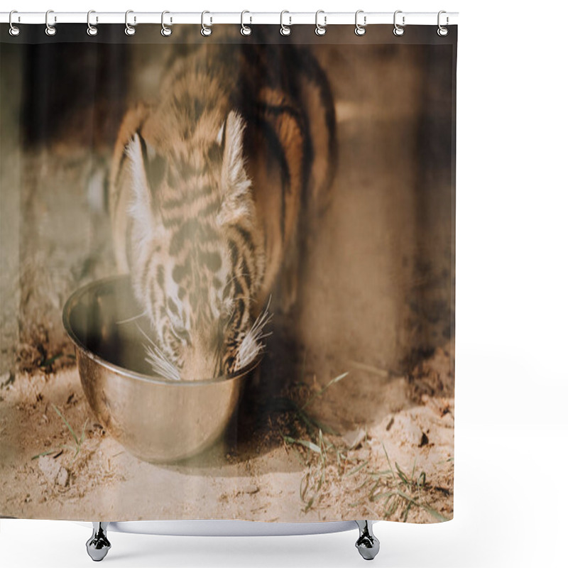 Personality  Close Up View Of Cute Tiger Cub Eating Meal At Zoo Shower Curtains