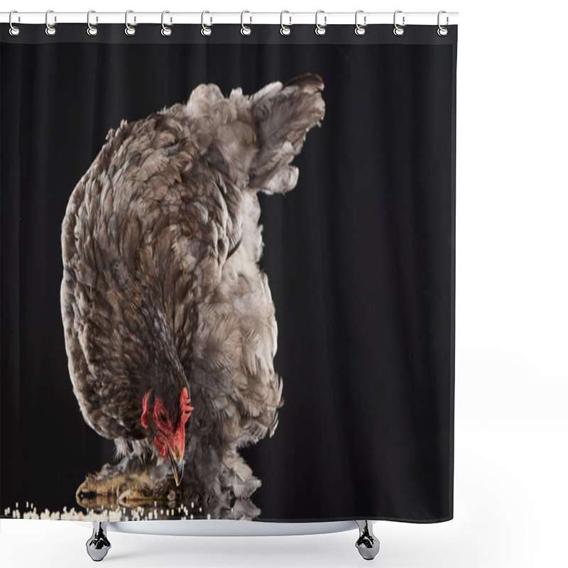 Personality  Brown Farm Hen Eating Millet On Black Shower Curtains