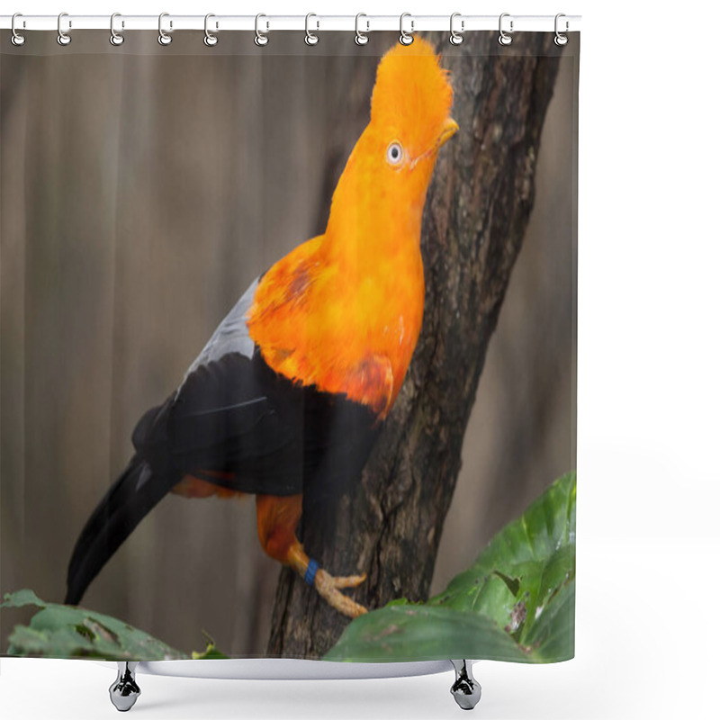 Personality  Andean Cock-of-the-rock Bird Shower Curtains