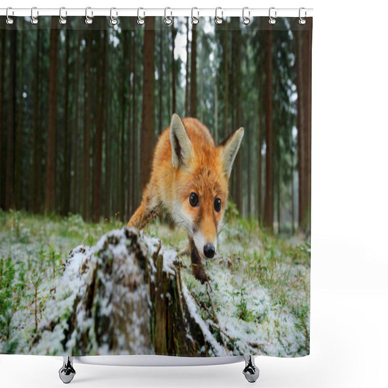 Personality  Red Fox In Forest Shower Curtains